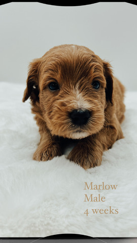 Marlow 4 weeks