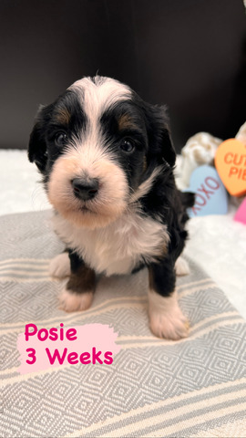 Posie - 3 weeks