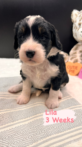 Lila - 3 weeks 