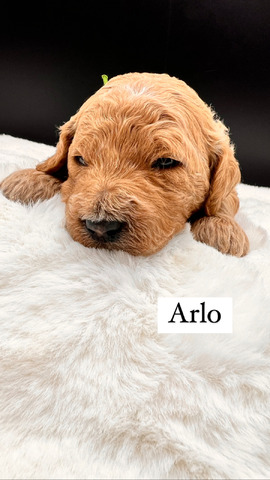 Arlo - 17 days 