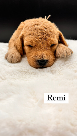 Remi - 17 days 