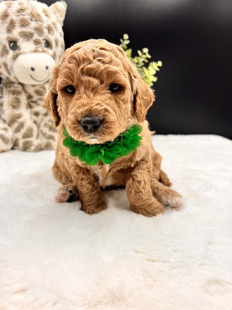 Arlo - 4 weeks - 4.7 lbs