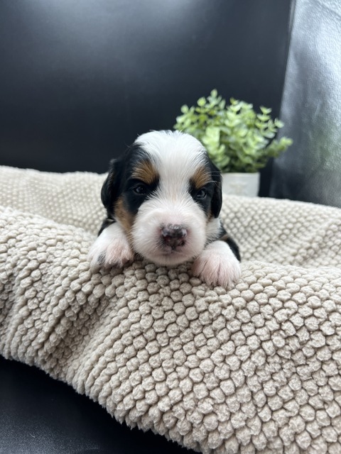 MR Rue - 3 weeks old 