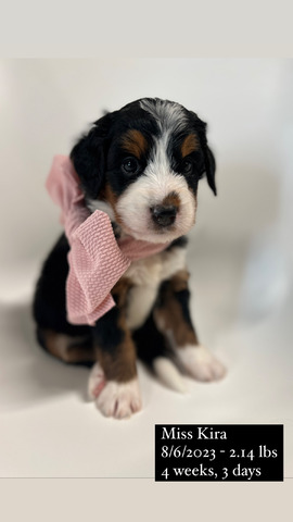 Miss Kira - 4 weeks, 3 days 