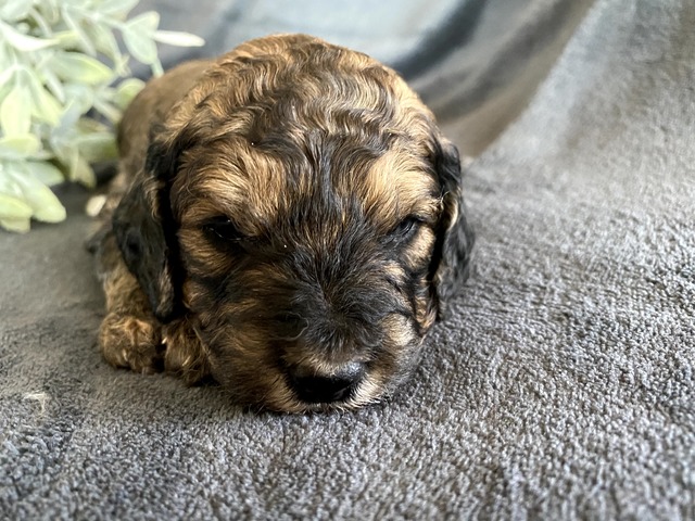 Ross-3wks-7