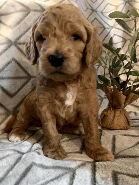 Duncan-4wks-1