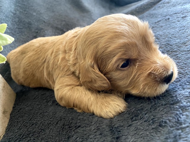 Charlie-3wks-3