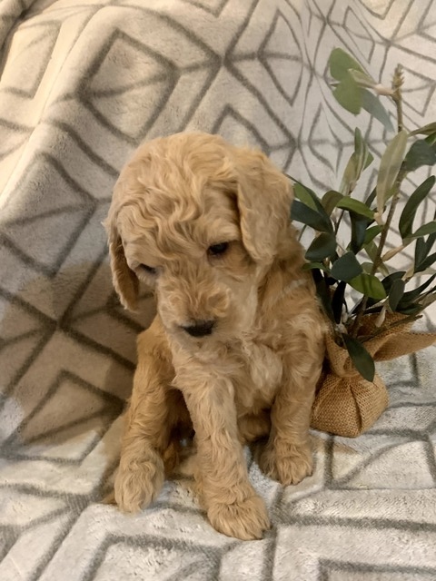 Lola-4wks-2