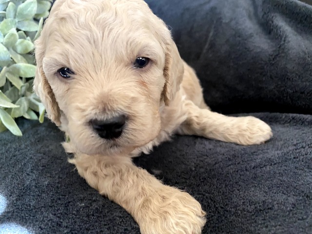 Sammy-3wks-7