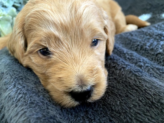 Hazel-3wks-3