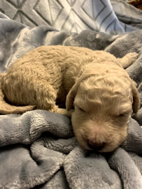 Hudson-2wks-1