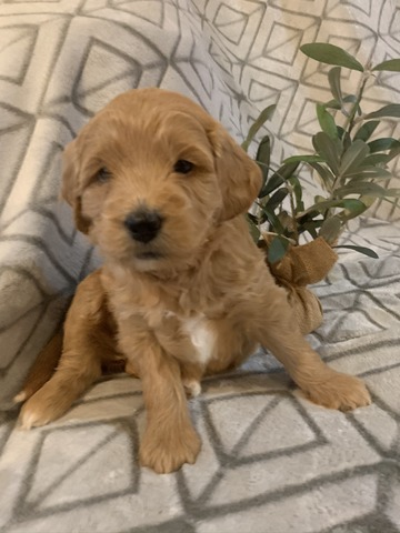 Hazel-4wks-8