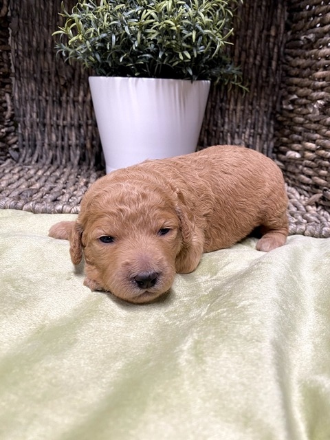 Poppy - 11 Days old (orange)