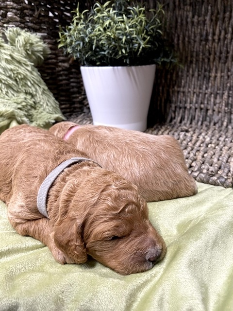 Bree - 11 Days old (gray collar)