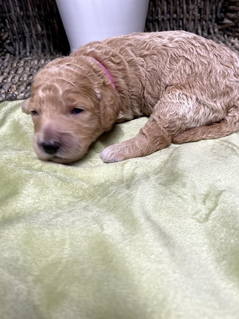 Skye- 11 Days old (hot pink)