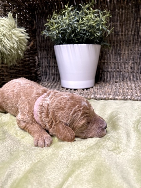 Belle - 9 Days old (light pink)