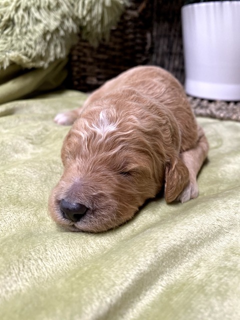 Mia- 9 Days old (white)