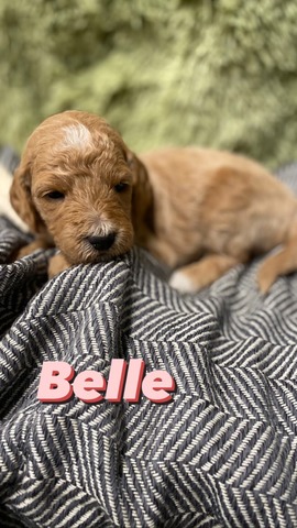 Belle - 3 wks