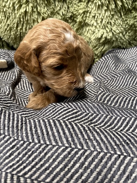 Belle - 3 wks