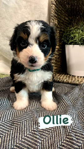 Ollie - 4 weeks (Green Collar)