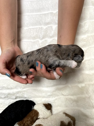 Bernadette - 1 week