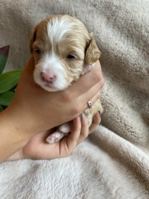 Luna - 3 weeks