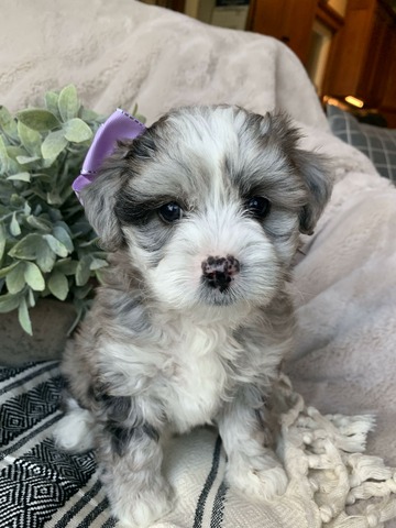 Bernadette- 6 weeks, Vet Check, A+