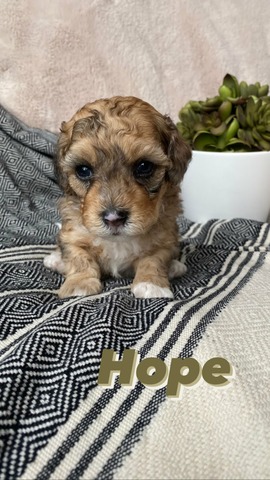 Hope - 4 weeks