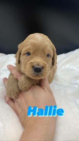 Hallie - 3 weeks