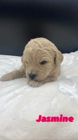 Jasmine - 3 weeks