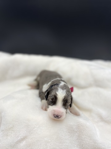 Biscuit - 3 weeks