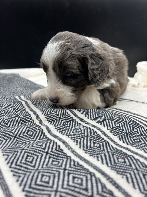 Biscuit - 4 weeks