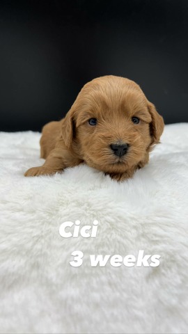 Cici 3 wks