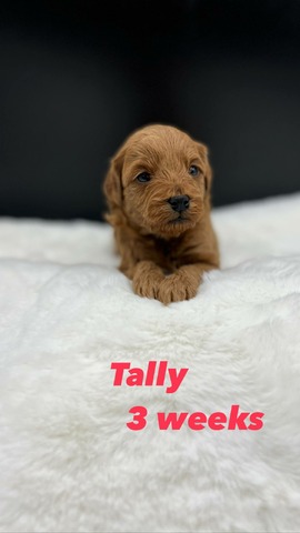 Tally - 3 wks