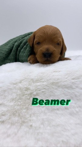 Beamer 2 weeks