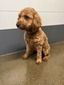 Willow Rose ((F1 Mini Golden Doodle))