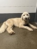 Heidi Kate ((F1 Standard English Creme Golden Doodle))