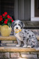 Macie Grae ((Blue Merle Miniature Bernedoodle)  Weight:  25 lbs)