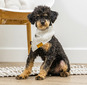 Ezekiel XXX (Ezekiel XXX Mini Poodle (AKC PR26247301)  Weight: 11 lbs)