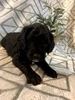 Becka (Female) F1B Mini Goldendoodle  Mother:  Heidi (B: 3/3/2020)