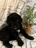 Blaire (Female) F1B Mini Goldendoodle  Mother:  Heidi (B: 3/3/2020)