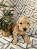 John (Male) F1B Mini Goldendoodle  Mother:  Sophia  (B: 3/4/2020)