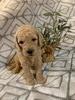 Lola (Female) F1B Mini Goldendoodle  Mother:  Sophia  (B: 3/4/2020)