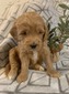 Hazel (Female) F1B Mini Goldendoodle  Mother:  Sophia  (B: 3/4/2020)