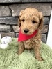 Lily (Female) F1B Mini Goldendoodle  Mother:  Heidi (B: 9/17/2020)