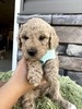 Pearl (Female) F1B Mini Goldendoodle  Mother:  Heidi (B: 9/17/2020)