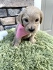 Nola (Female) F1B Mini Goldendoodle  Mother:  Heidi (B: 9/17/2020)