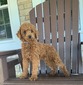 M&R Harvey (Miniature Poodle (OH6378117))