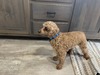 M&R Victor (Miniature Poodle (OH5957692) Weight:  14 lbs)