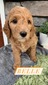 Belle-(Female) F1B Mini Goldendoodle  Mother:  Heidi (B: 4/2/2021)